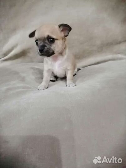 Щенки чихуахуа РКФ