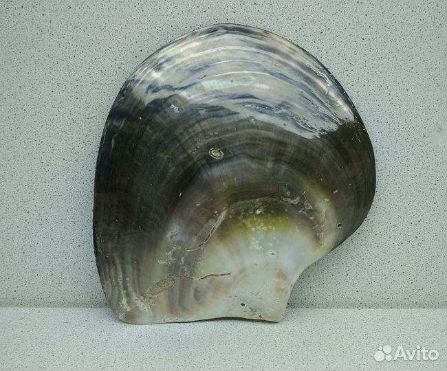 Лип Черный 13,5*12,7 морская ракушка раковина