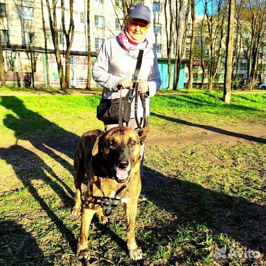 Взрослая собака В дар. Хозяйка в коме. SOS