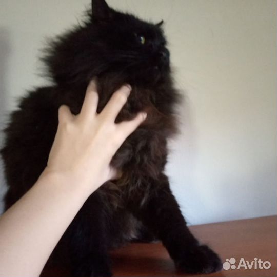 Котик ищет дом
