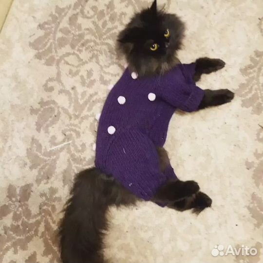 Вязаная одежда для маленькой собачки