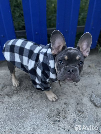 Одежда для средних собак