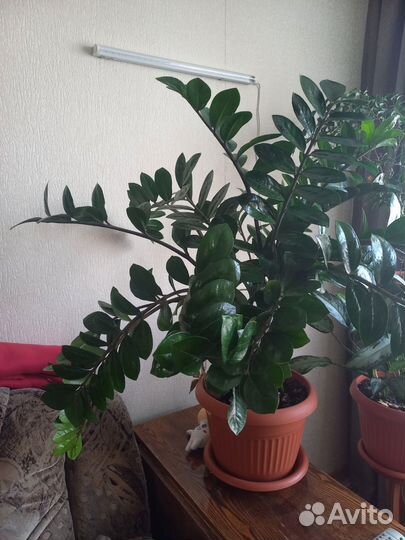 Комнатные цветы