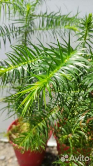 Куннингамия ланцетовидная