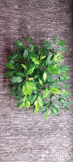 Фикус бенджамина