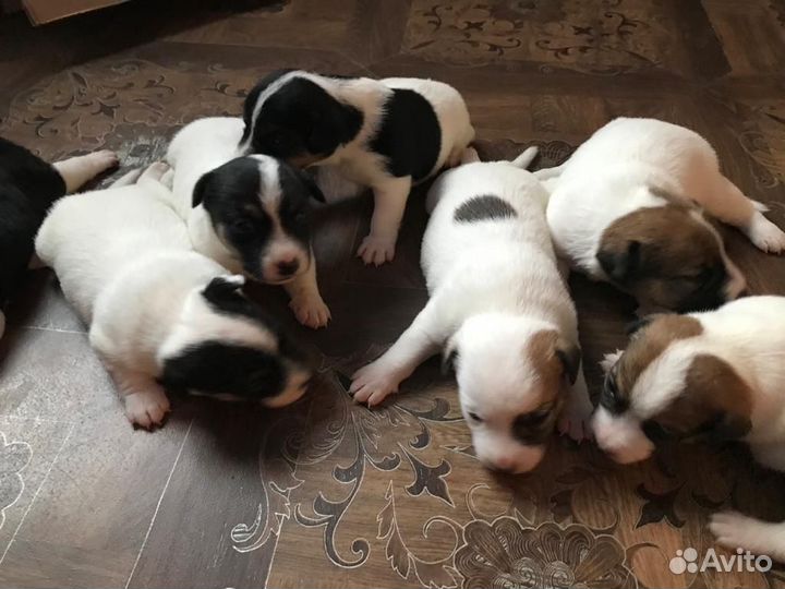 Джек Рассел терьер для вязки