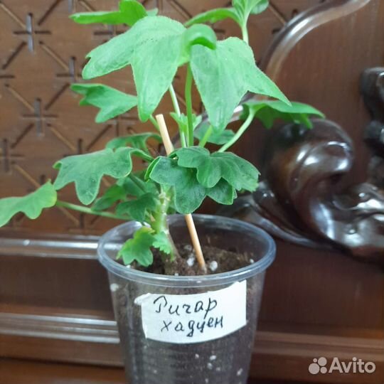 Пеларгония герань