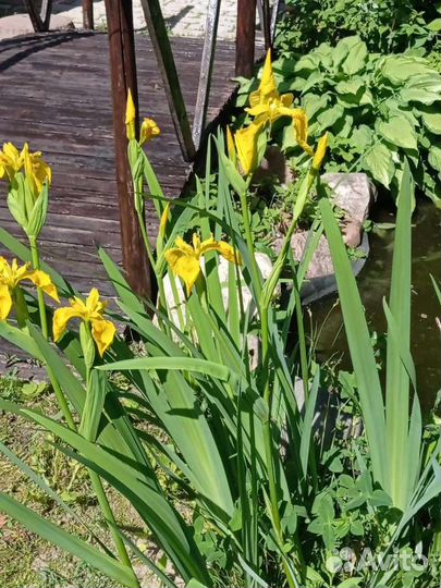 Ирис жёлтый