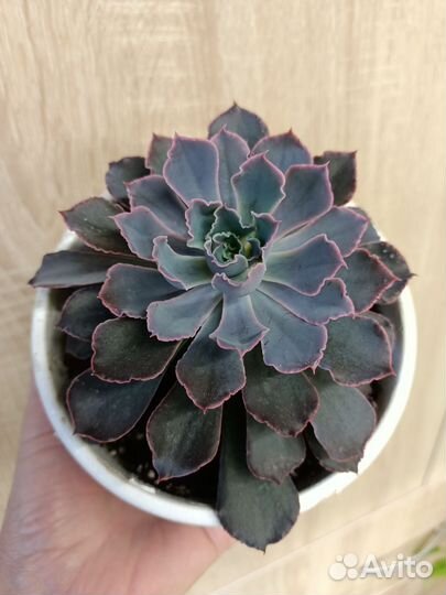 Суккуленты