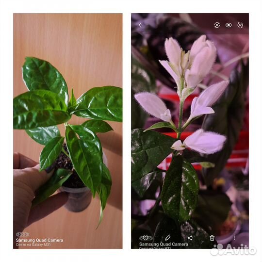 Комнатные цветы