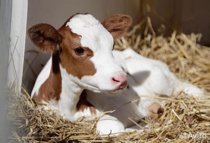 Телята бычки