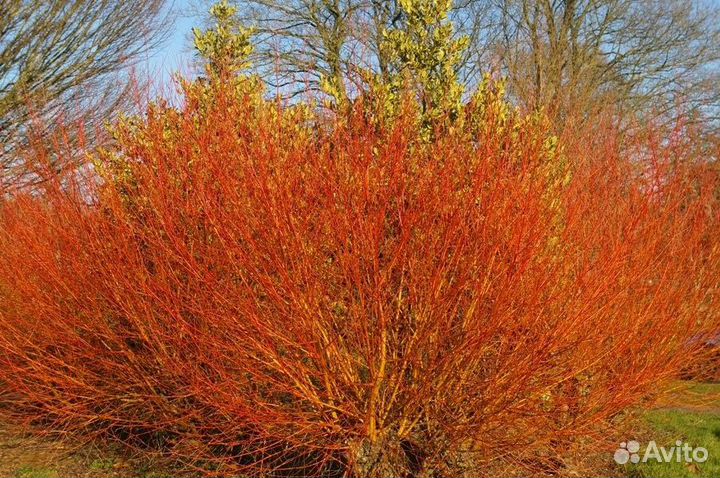 Ива Олимпийский огонь