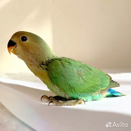 Неразлучники