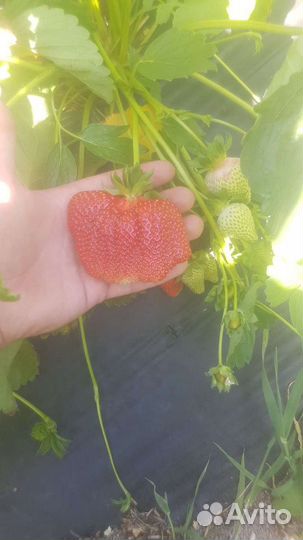 Рассада клубники Азия, Клери, Априка, Альбион