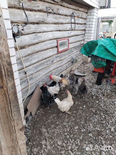 Инкубационное яйцо кур