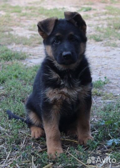 Немецкая овчарка девочка