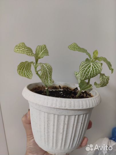 Комнатные растения