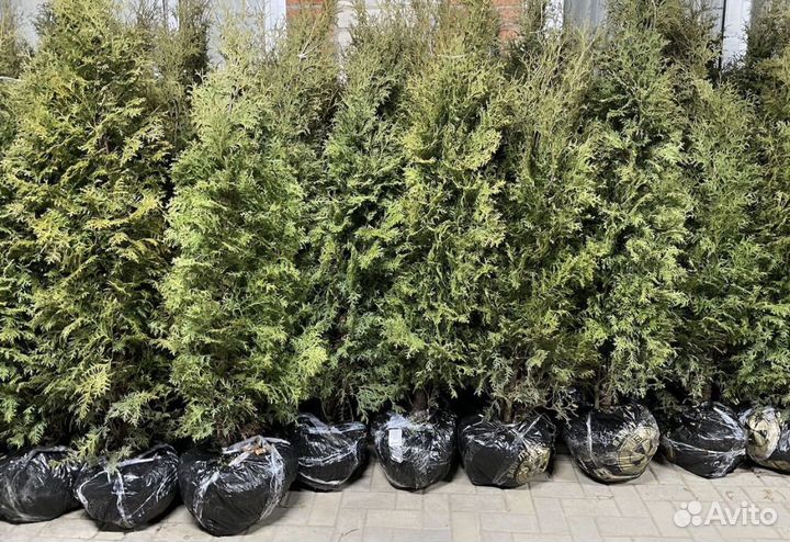 Туя Колумна