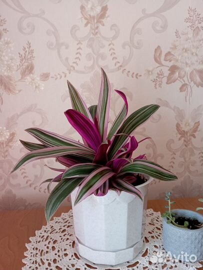 Традесканция зебрина