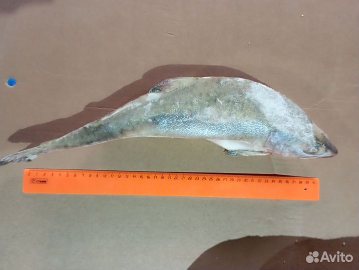 Горбуша свежемороженая