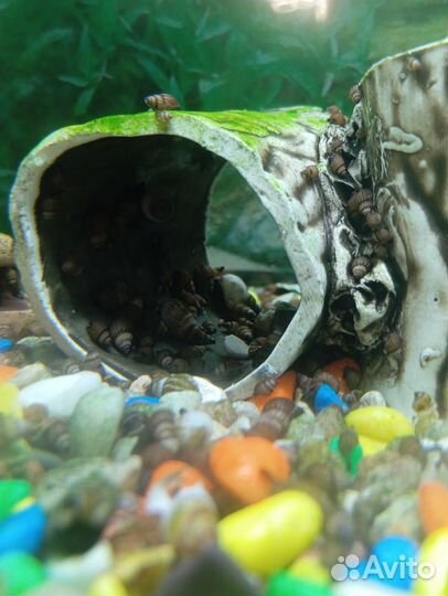 Улитки аквариумные