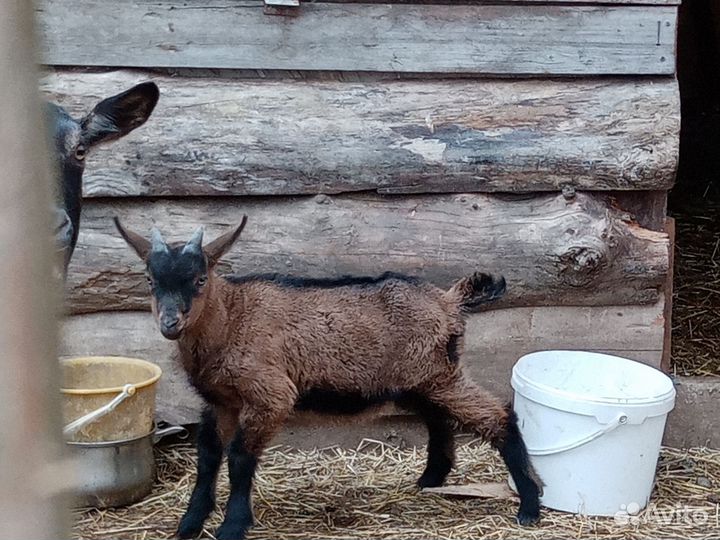 Козлик чешско альпийский