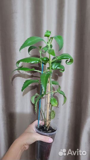 Комнатные растения 3