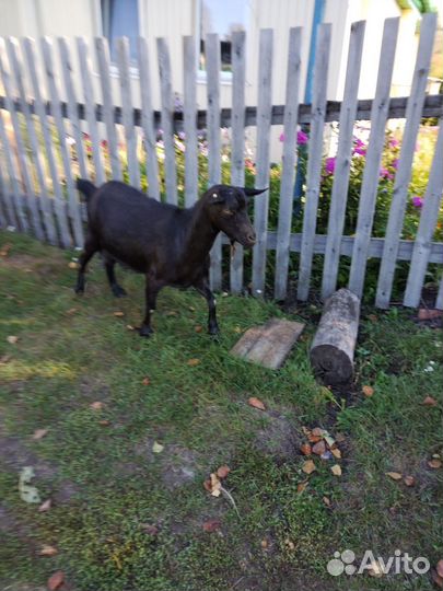 Козы дойные