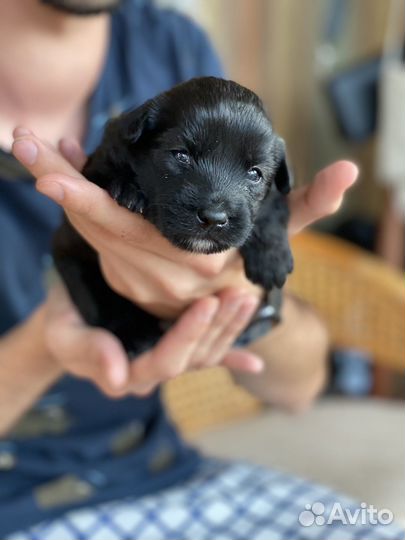 Щенята от мальтипу