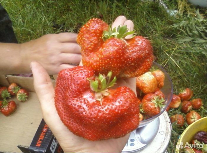 Чамора Таруси (саженцы)