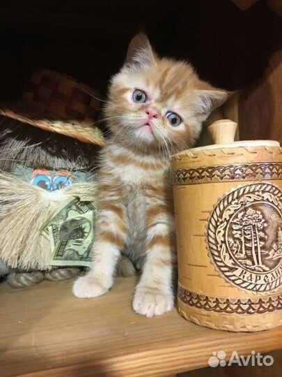 Кошки и коты