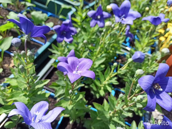 Многолетние растения, цветы, саженцы из питомника