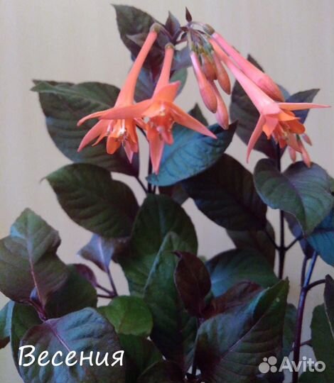 Разные комнатные растения