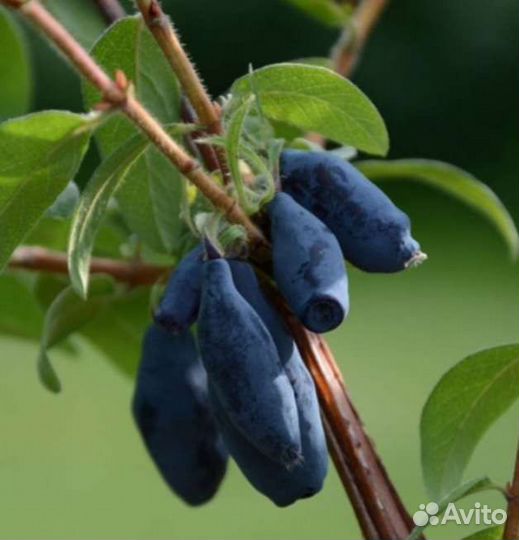 Саженцы жимолости