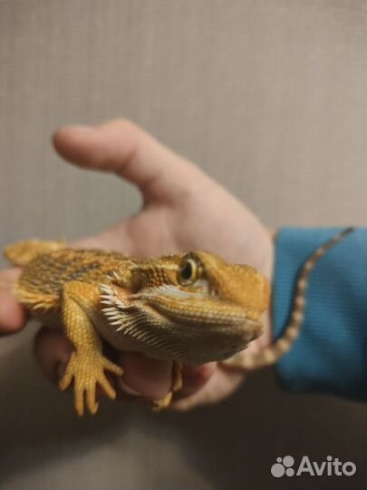 Бородатая агама 4 месяца