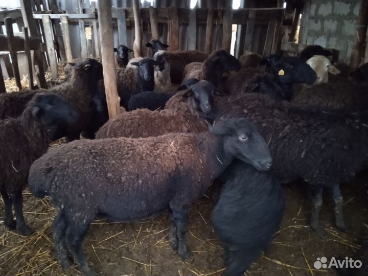 Овцы, бараны