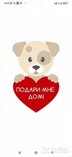 Собака в добрые руки отдам бесплатно