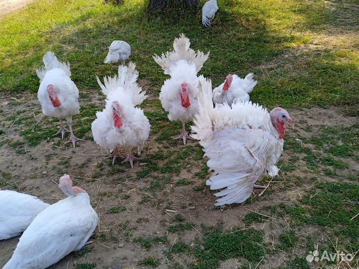 Мясо домашней индейки