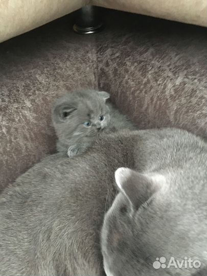 Британские котята