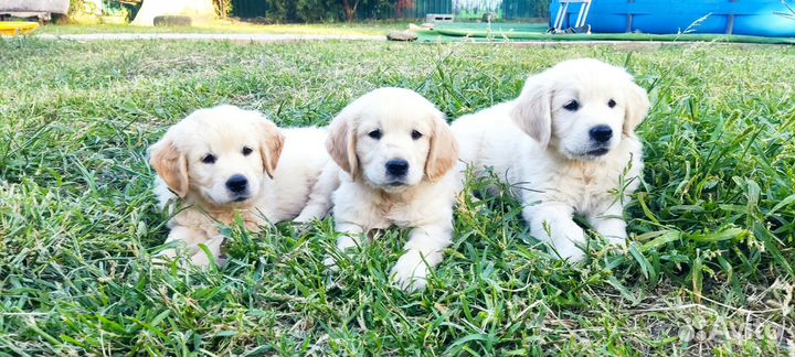 Золотистый ретривер