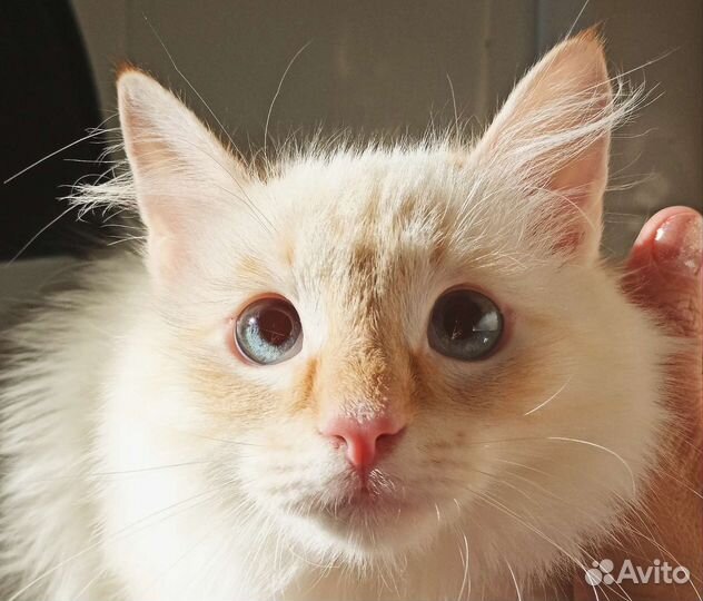 Котята бесплатно