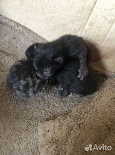 Кошки в добрые руки бесплатно