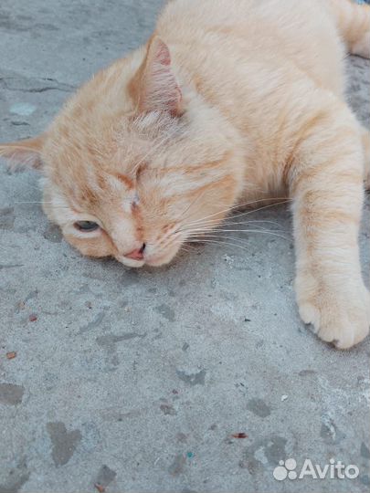 Домашние животные,бесплатно