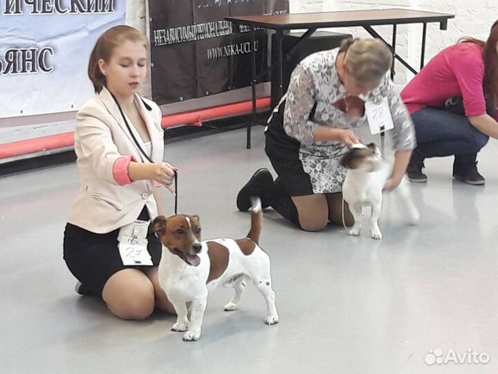 Вязка Джек рассел терьер