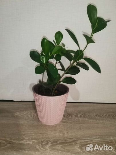 Фикус моклейм