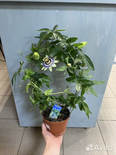 Пассифлора