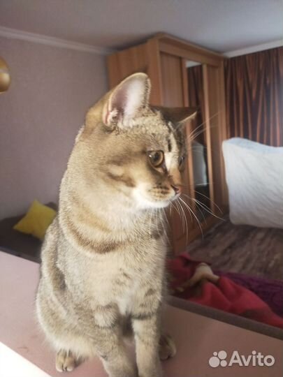 Кот