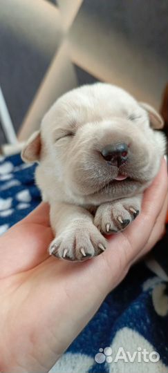 Щенки лародоров