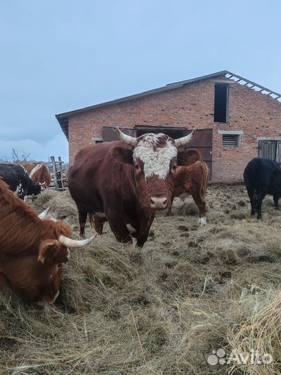 Быки на племя