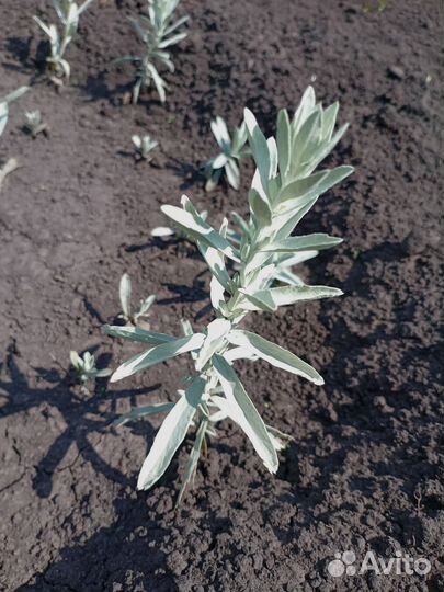 Полынь декоративная